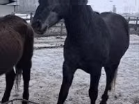 घोड़ा, Lipizzaner — फ़ोटो 3