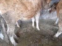 गाय, मवेशी — फ़ोटो 1