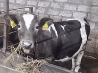 Kuh, Holstein-Rasse — Foto 1