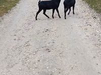 Mbuzi jike, Murcia-Granada goats — picha 1