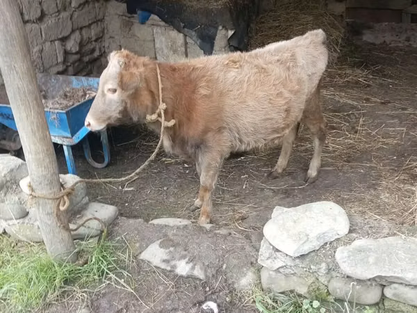 公牛, Cattle