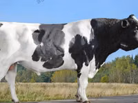 Cow, Aberdeen-Angus — photo 6