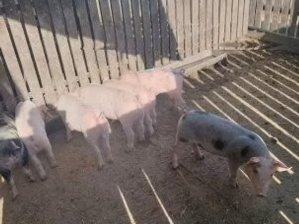मादा सूअर, सूअर