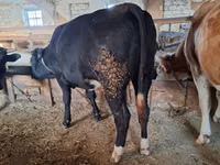 Vaca, Ganado vacuno — foto 2