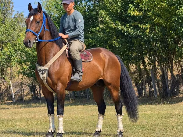 Farasi dume, Kyrgyz Horse