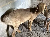 Kondoo jike, Katum sheep — picha 3