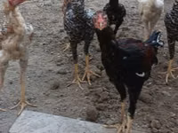 Chickens — picha 7