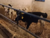 ثور, Russian Black pied cattle — الصورة 6