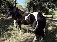 Caballos (lote, sexo no especificado), American shetland pony — foto 2