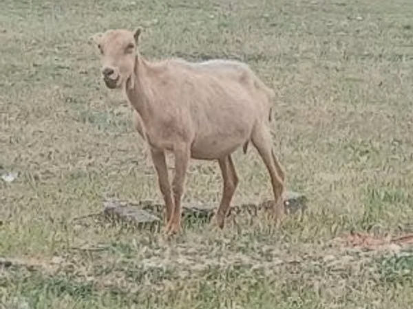 公山羊, Alpine goat