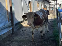 Bull, Limousin cow — photo 2