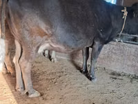 Cow, Cattle — photo 7