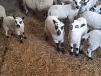 Carnero, Cerry Hill sheep — foto 1