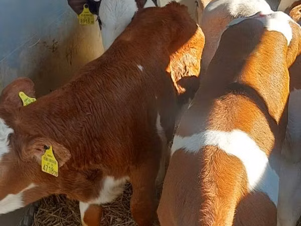 Bull, Simmental cattle