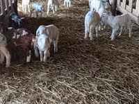 Kondoo jike, Awassi sheep — picha 4