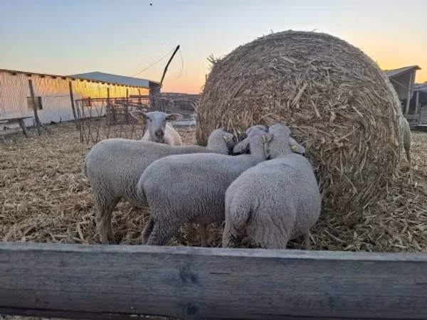 Schaf, Luzein sheep
