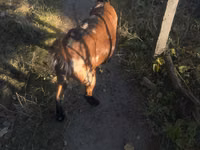 Ziege, Alpine goat — Foto 2