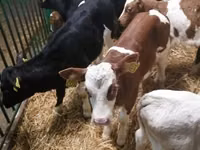 牛只（批次，未指定性别）, Simmental cattle — 照片 5