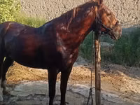 Caballo, Karabakh horse — foto 1