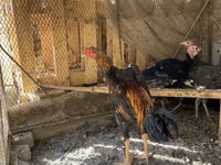 Chickens — photo 2