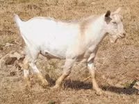 Goat, Nubian Goat — photo 5