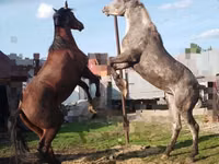 Farasi (kikundi, jinsia haijatajwa), Horse breed — picha 3