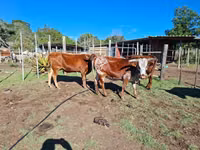 Kuh, Nguni cattle — Foto 5