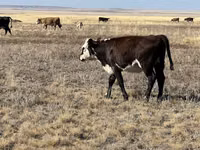 Ng'ombe jike, Auliakol breed — picha 4