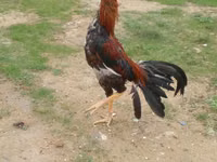 Chickens — الصورة 6