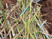 Super Napier Pakchong Hybrid — 照片 4