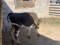 गाय, मवेशी — फ़ोटो 5