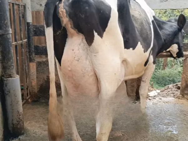 Vaca, Raza Holstein