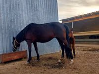 Farasi jike, Arabian horse — picha 3