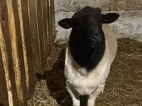 भेड़, Dorper sheep — फ़ोटो 3