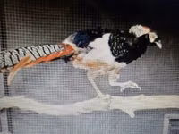 Chickens — फ़ोटो 2