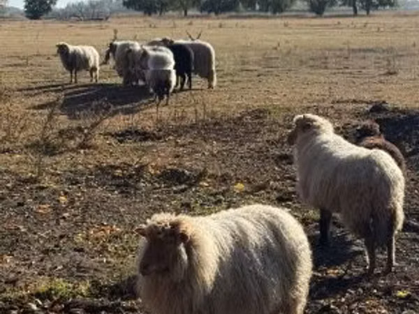 Widder, Racka sheep