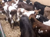 ثور, Simmental cattle — الصورة 2