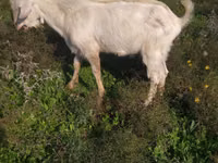 Cabro, Saanen goat — foto 1