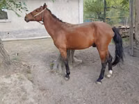 Caballo, Karachay horse — foto 1