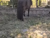 公马, Australian Pony — 照片 6