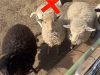 نعجة, الأغنام — الصورة 3