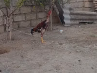 Chickens — photo 5
