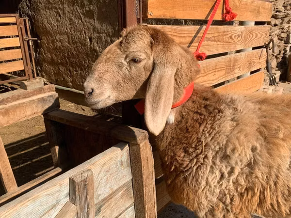भेड़, Arashan sheep
