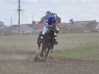 Caballo, Manipuri pony — foto 4
