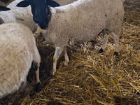 Dume la kondoo, Dorper sheep — picha 1
