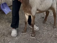 मेढ़ा, Rhon sheep — फ़ोटो 1