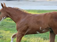 Caballo, Alter Real — foto 7
