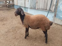 Ram, Suffolk sheep — photo 1