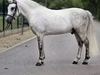 Caballo, Falabella — foto 4