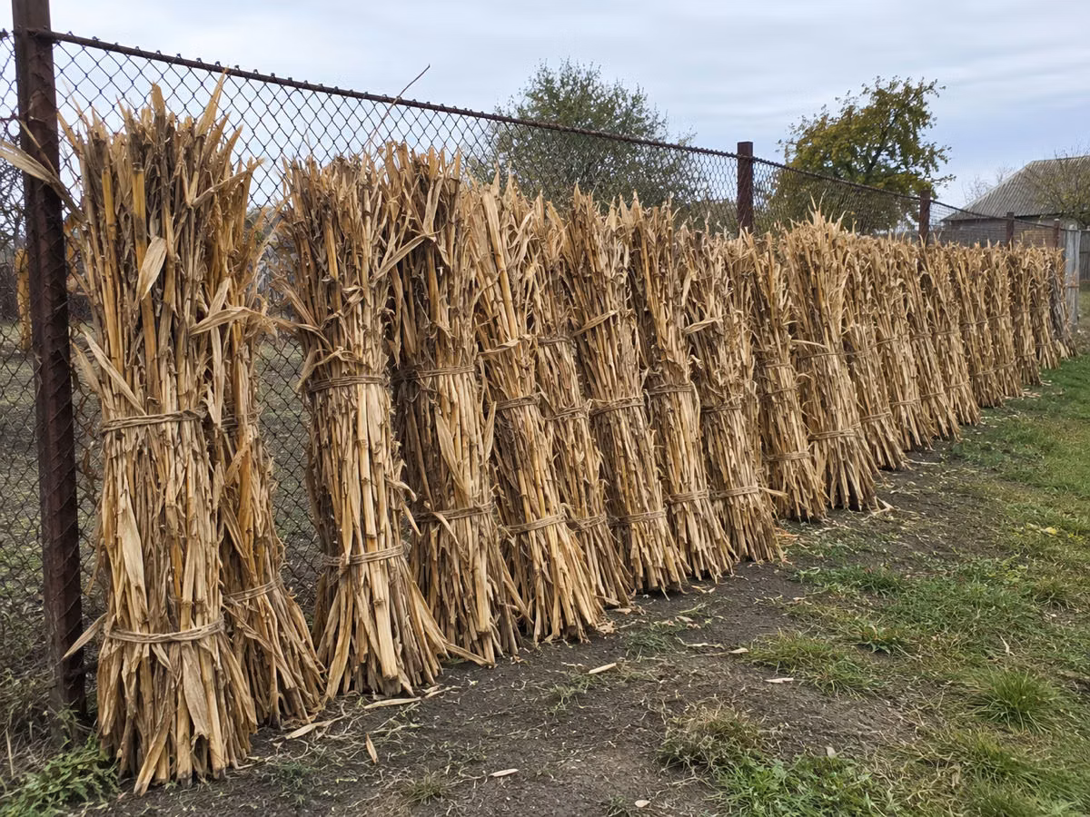 160 снапов кукурузянки